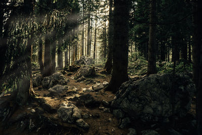 Trees in forest