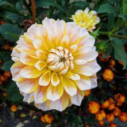 Close-up of yellow flowering plant