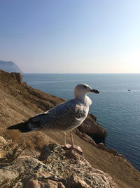 Seagull on rock in sea against clear sky