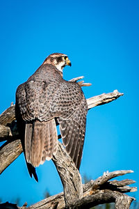 Low angle view of bird perching on tree against clear blue sky