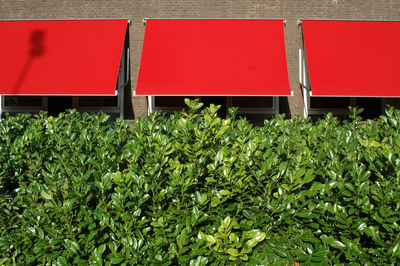 Plants growing by building and red window