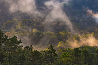 Scenic view of waterfall in forest against sky