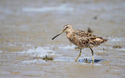 Close-up of marbled godwit on wet field