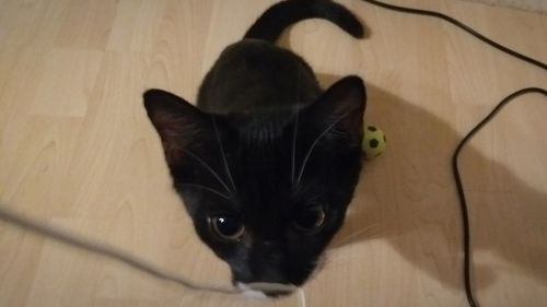 High angle portrait of black cat at home