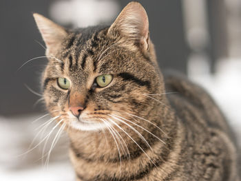 Close-up portrait of cat