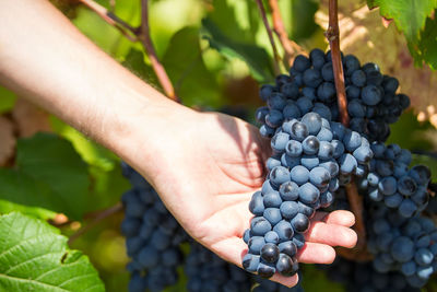 Cropped hand holding grapes