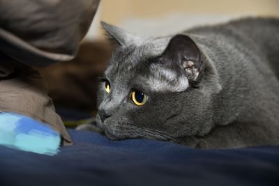 Close-up of cat resting