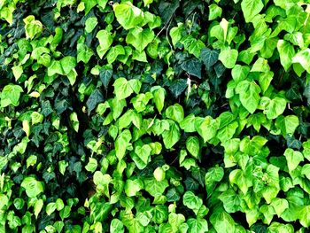 Full frame shot of plants