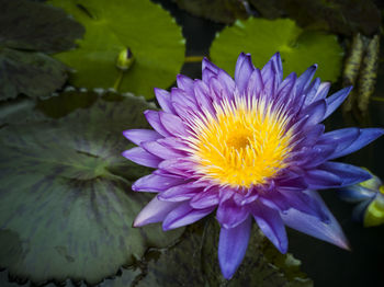 Close-up of purple water lily in pond