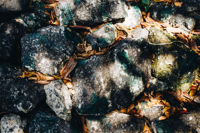 High angle view of shells on rock