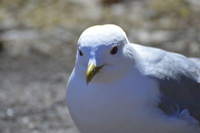 Close-up portrait of seagull