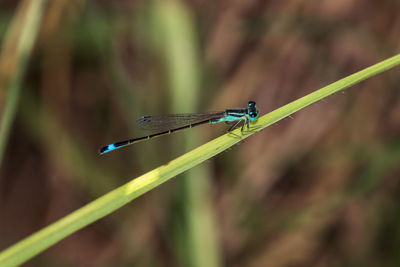 Close-up of damselfly resting  on a twig  at the local nature reserve
