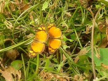 High angle view of yellow flowers growing on field