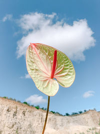 Close-up of flower against sky