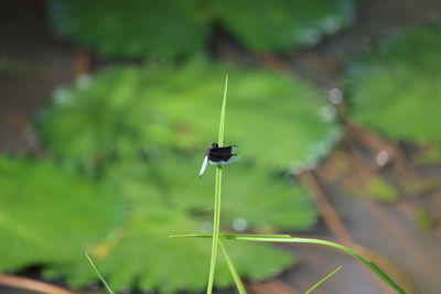 Close-up of insect on plant