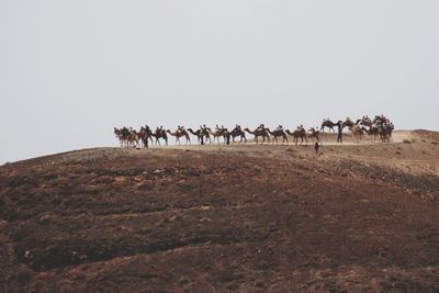 Horses on field against clear sky