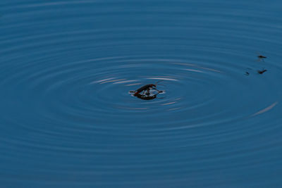 High angle view of turtle in lake