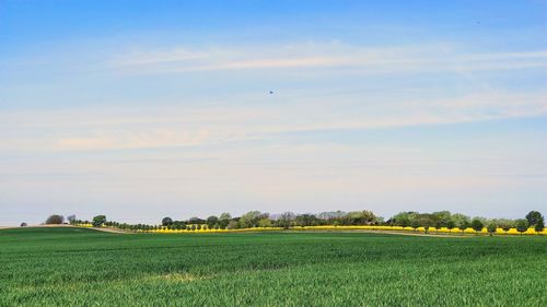 Scenic view of agricultural field against sky