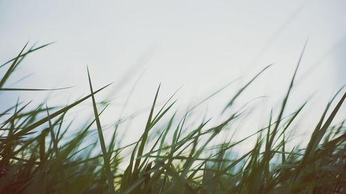 Plants growing on landscape