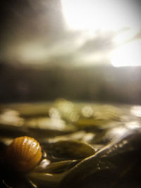 Close-up of shells in the water