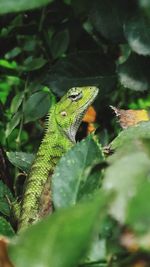 Close-up of lizard on leaf