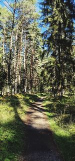 Trees growing in forest