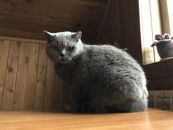 Portrait of cat sitting on wooden floor