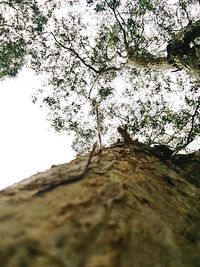 Close-up of tree against clear sky