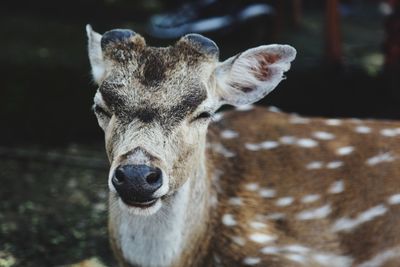 Portrait of deer