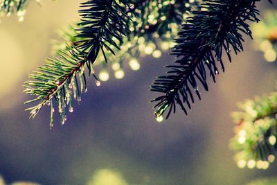 Close-up of christmas tree during winter