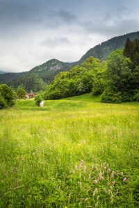 Scenic view of grassy field by mountains against sky