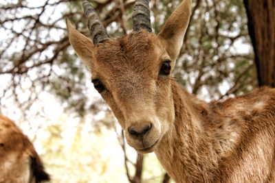 Close-up of a horse on tree