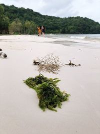 View of birds on beach