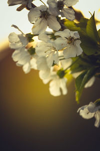 Close-up of cherry blossom