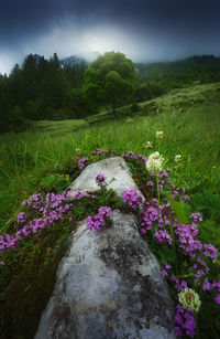 Purple flowering plants on land against sky