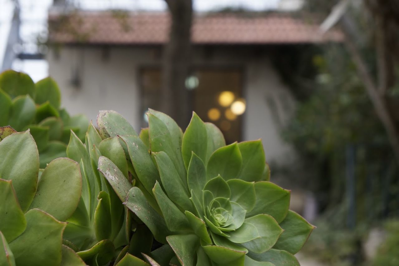 CLOSE-UP OF SUCCULENT PLANT OUTDOORS