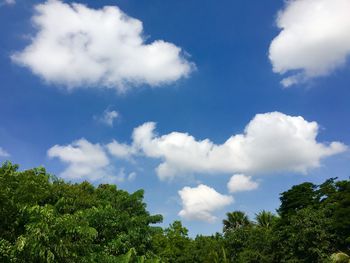 Low angle view of trees against sky