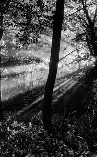 Trees in forest