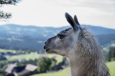 Close-up of a lama looking away