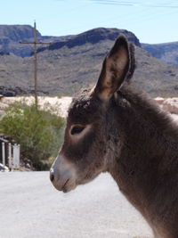 Close-up of an animal