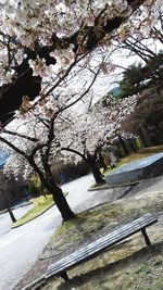 Low angle view of tree branch