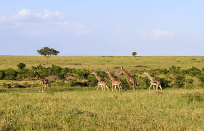 Beautiful giraffe in the wild nature of africa