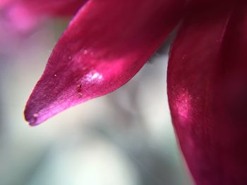 Close-up of water drops on pink flower