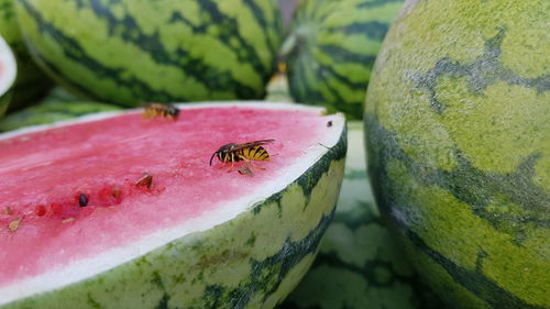 Close-up of ant on fruit