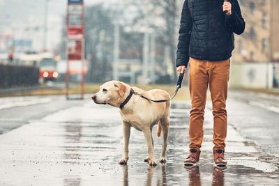 Low section of man with dog on wet street in city
