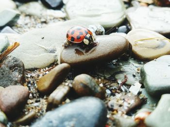 Close-up of insect on rock