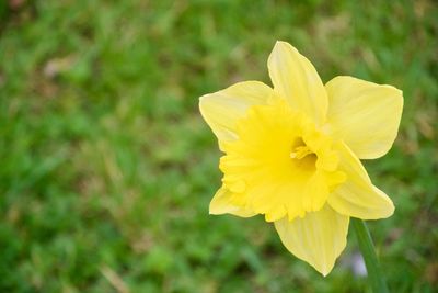 Close-up of yellow flower