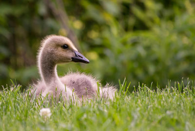 Close-up of gosling on grassy field