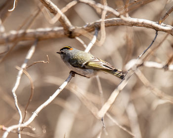 Close-up of bird perching on branch