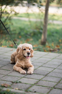 A brown cocker spaniel on a leash lies on a gray paving slab and green grass